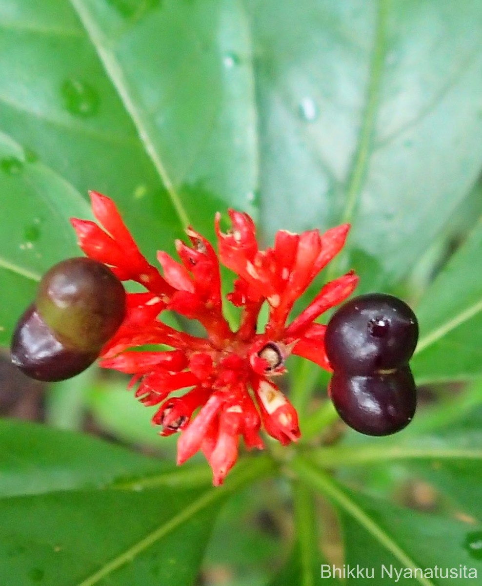 Rauvolfia serpentina (L.) Benth. ex Kurz